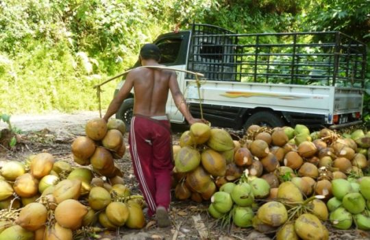 Harga Kelapa Per KG Terbaru Hari Ini