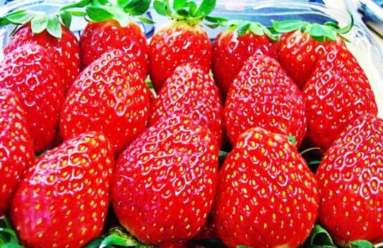 Harga Strawberry Per KG Terbaru