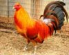 Harga Ayam Peru Terbaru Oktober 2023 Bulan Ini