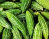 Harga Pare Per Kg Terbaru Desember 2023 di Pasaran
