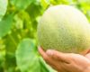 Harga Melon Per KG Terbaru