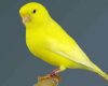 Daftar Harga Burung Kenari Terbaru