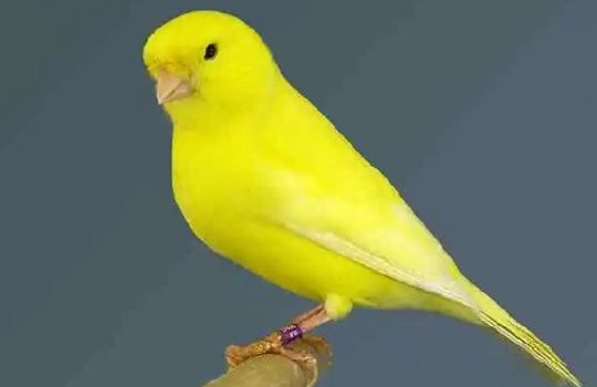 Daftar Harga Burung Kenari Terbaru