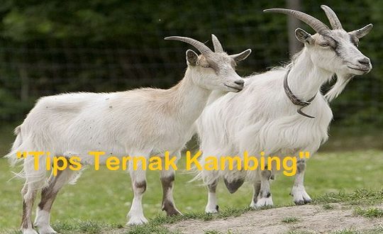 Cara Menggemukan Kambing Bagi Pemula