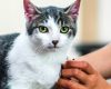 Kenali Gejala Penyakit Calici pada Kucing dan Solusinya