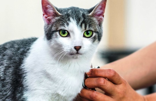 Kenali Gejala Penyakit Calici pada Kucing dan Solusinya