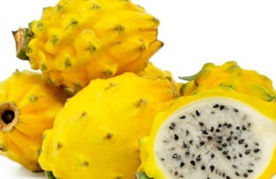 Harga Buah Naga Kuning Terbaru