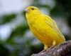 Peluang Bisnis Ternak Burung Kenari yang Menguntungkan