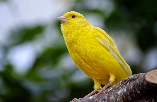 Peluang Bisnis Ternak Burung Kenari yang Menguntungkan
