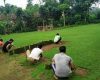 Budidaya Rumput Gajah Mini