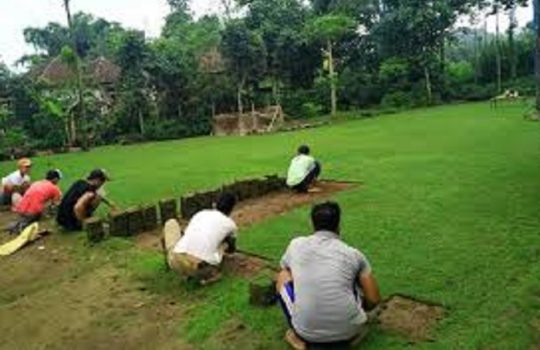 Budidaya Rumput Gajah Mini