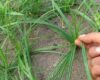 Cara Membasmi Rumput eki Dengan Mudah dan Cepat