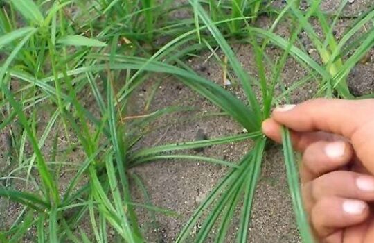 Cara Membasmi Rumput eki Dengan Mudah dan Cepat